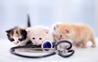 Veterinaria