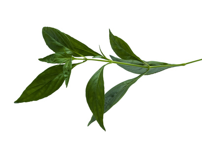 Andrographis Fotolia 61539597 XS