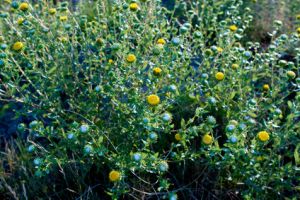 Grindelia 29842628 XS