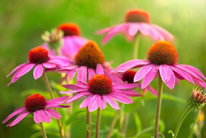 XS echinacea