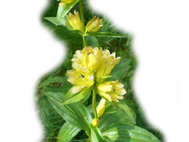 genziana lutea